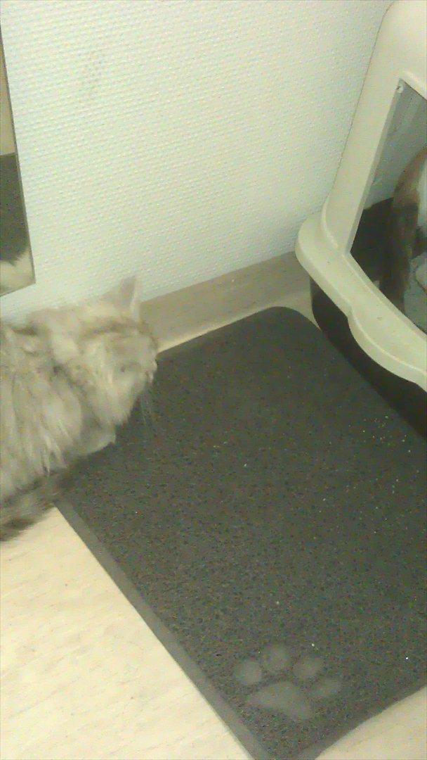 Perser silvershaded perser  - ja det er jo lige om de vil dele wc. billede 6