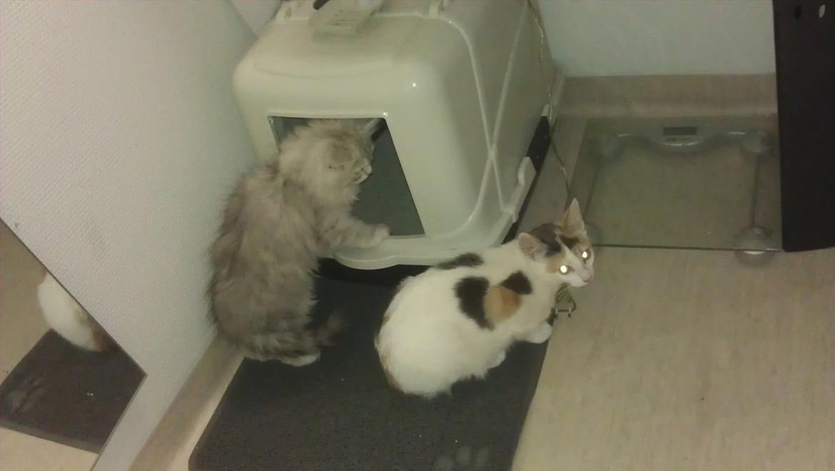 Perser silvershaded perser  - første gang sammen med Diva billede 7