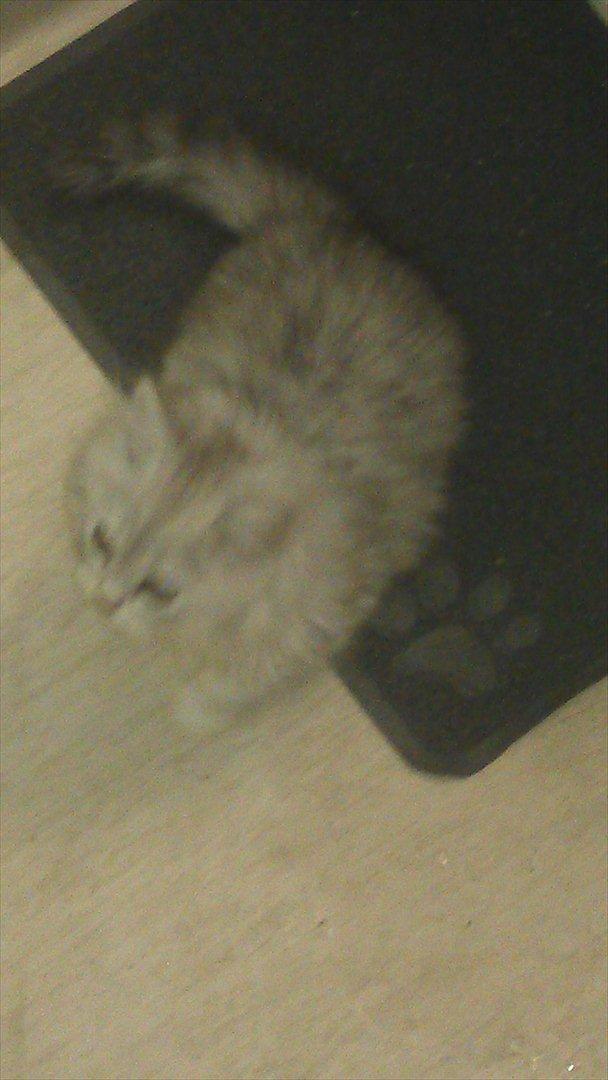 Perser silvershaded perser  - han var ik meget for Diva. billede 8