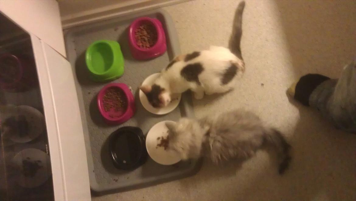 Perser silvershaded perser  - jeg kunne ikke de to misser til at være sammen om tingene, så prøvede det her, det gik jo fint.. billede 9