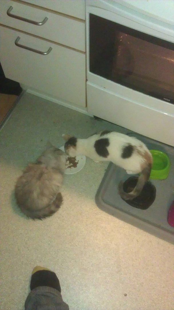 Perser silvershaded perser  - så kunne de enlig dele ;D billede 10