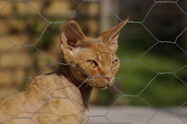 Devon Rex Crispus Obi Wan Kenobi - Knud sommeren 2008 billede 1