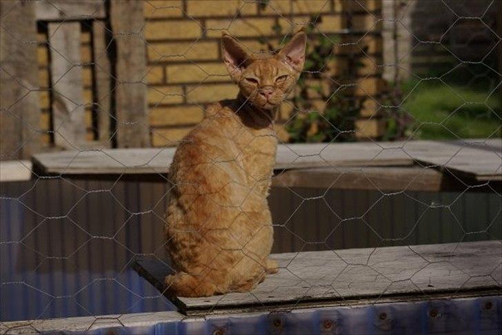 Devon Rex Crispus Obi Wan Kenobi - Knud sommeren 2008 billede 2