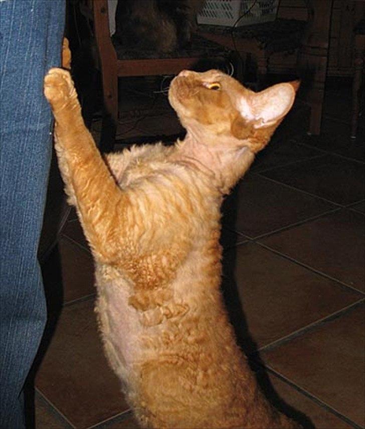 Devon Rex Crispus Obi Wan Kenobi - Så tigger man lige lidt.. billede 3