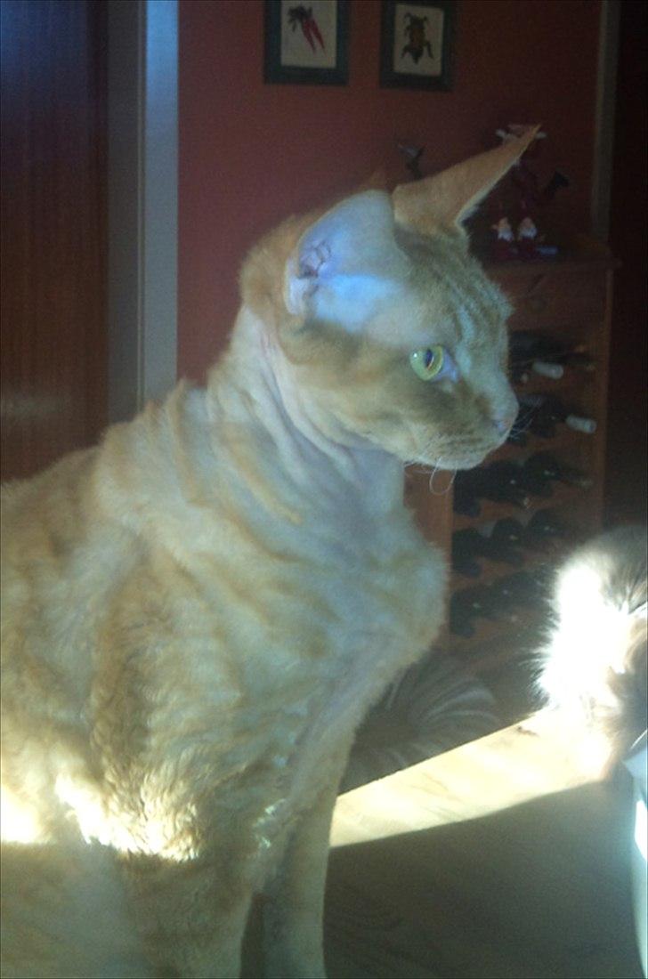 Devon Rex Crispus Obi Wan Kenobi - 2012 billede 4