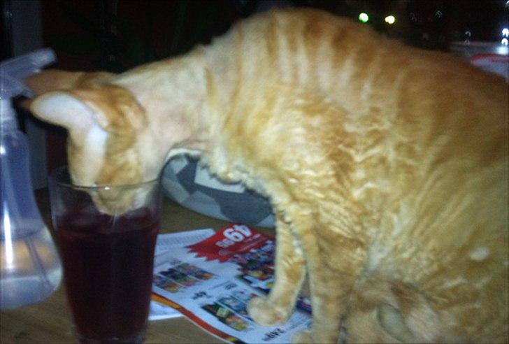 Devon Rex Crispus Obi Wan Kenobi - saft med isterninger er lige sagen billede 5