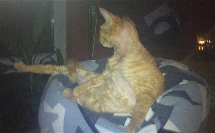 Devon Rex Crispus Obi Wan Kenobi - sådan sidder man fikst billede 6