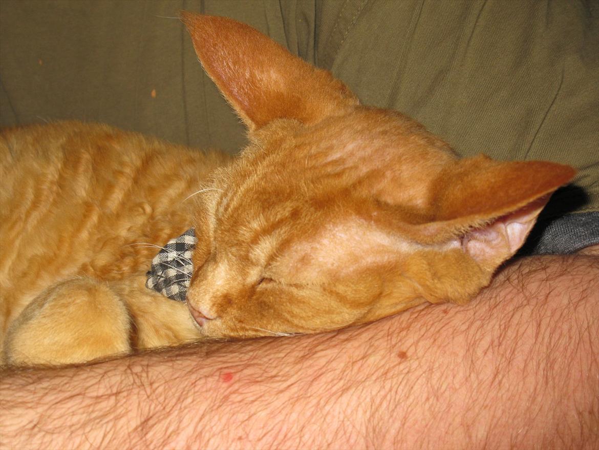 Devon Rex Crispus Obi Wan Kenobi - selv en lille Knud kan blive noget så træt billede 7