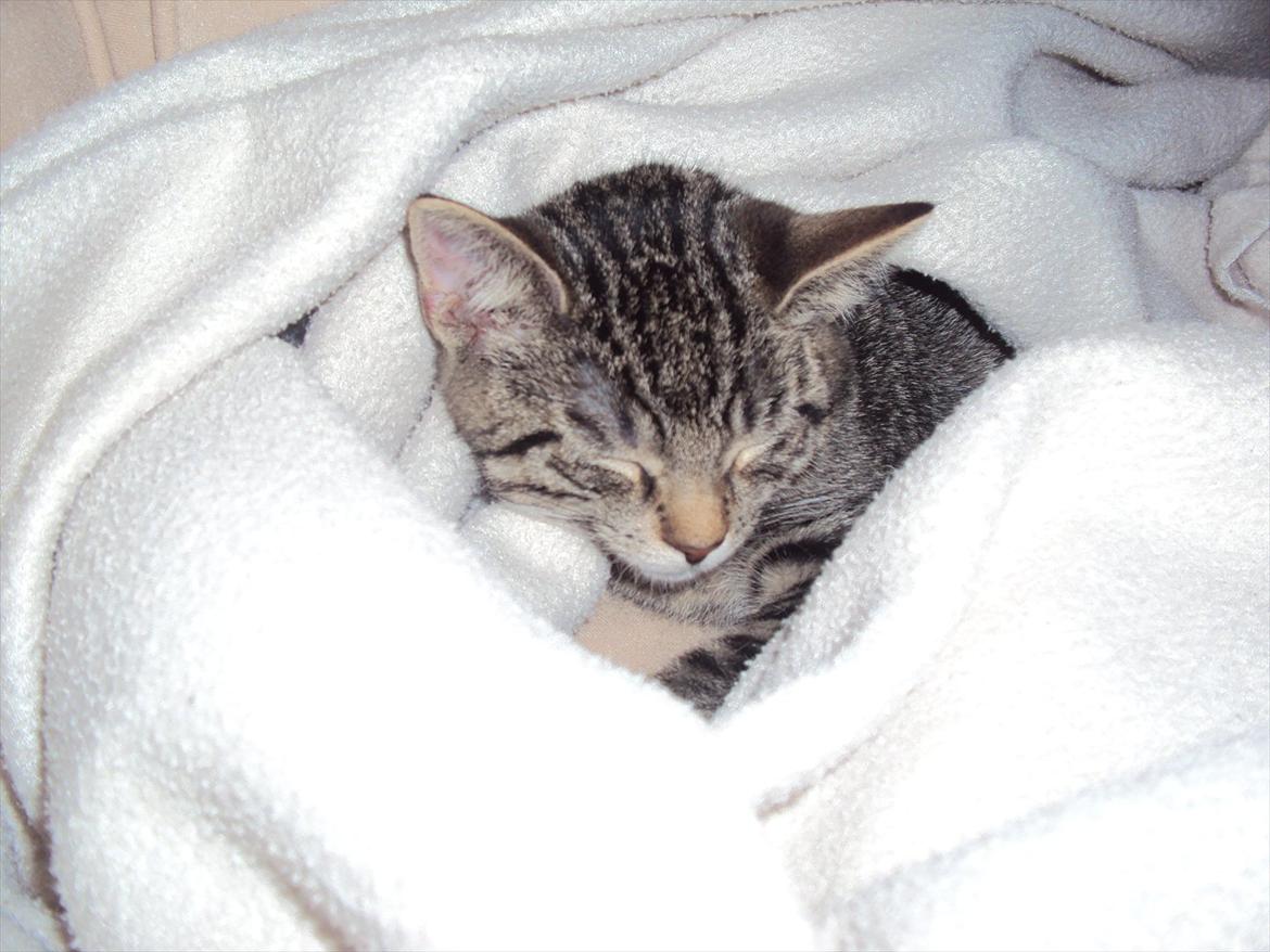 Huskat Andy - Første aften i sit nye hjem - kun 13 uger gammel. billede 2