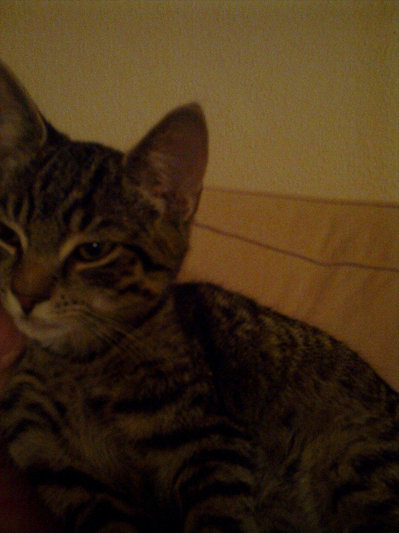 Huskat Andy - Et af favorit sovestederne - liggende PÅ en af mine ejere, og helst helt oppe i hovederne :-) billede 3