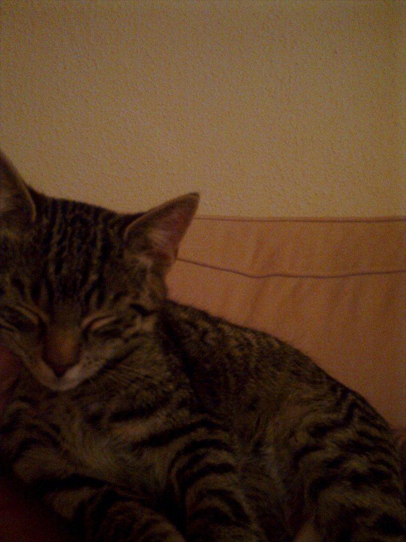 Huskat Andy billede 4