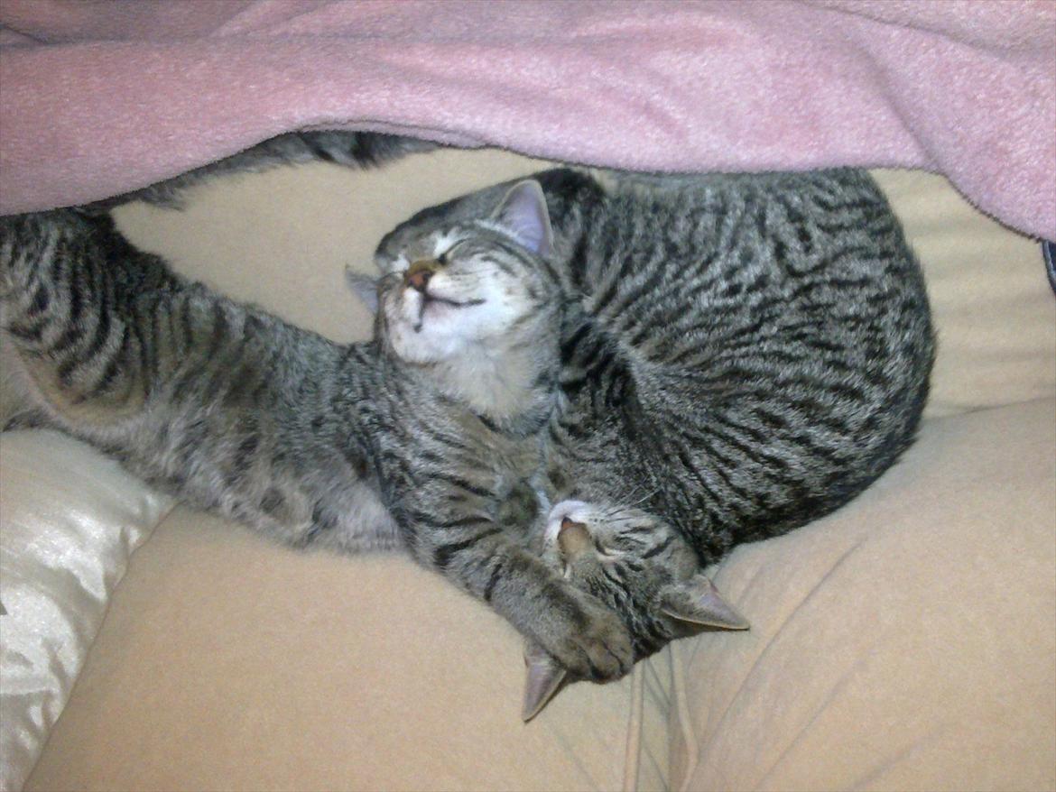 Huskat Andy - Her ses så, hvorfor Andy foretrækker at sove på en af os - vi giver ham ikke ben i hovedet :-) billede 6