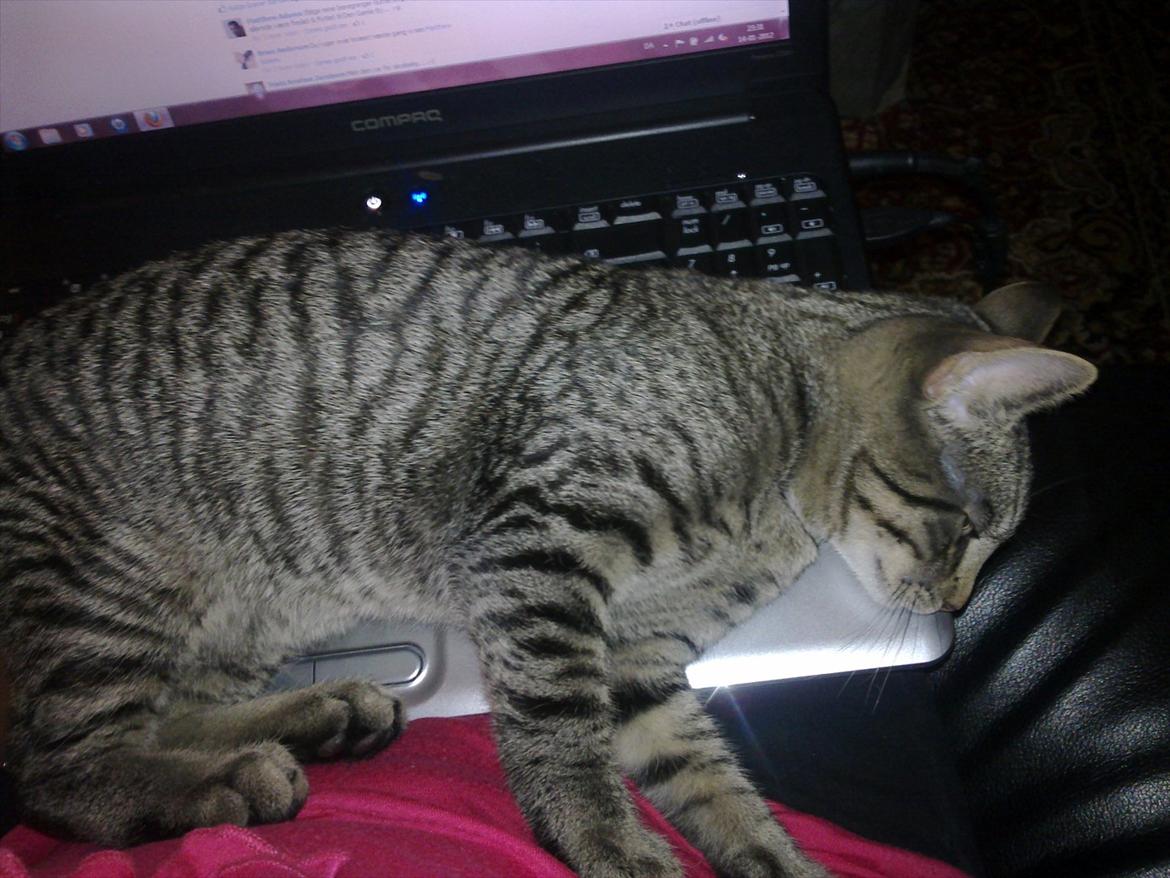 Huskat Andy - Man har vel fundet tricket til at få sine menneskers opmærksomhed væk fra pc og over på en selv ;-) billede 7