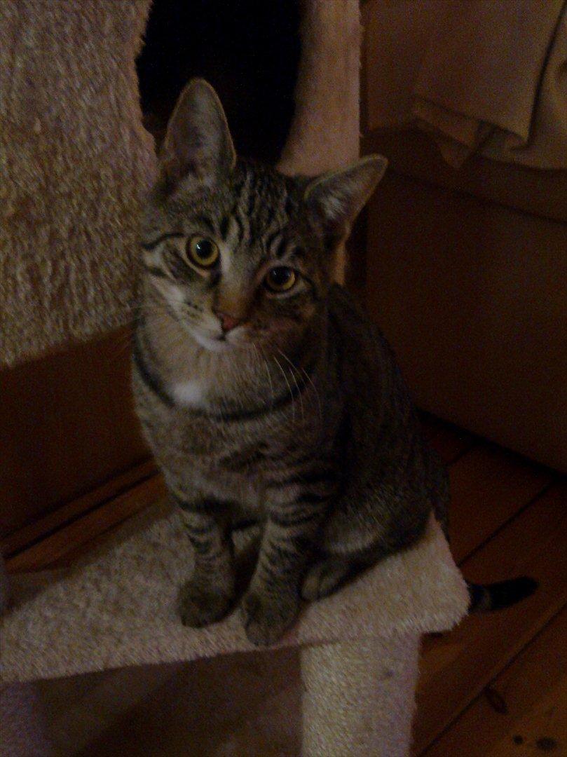 Huskat Andy - Kan ikke helt forstå hvorfor du står der og glor.... leg dog med mig :-) billede 8