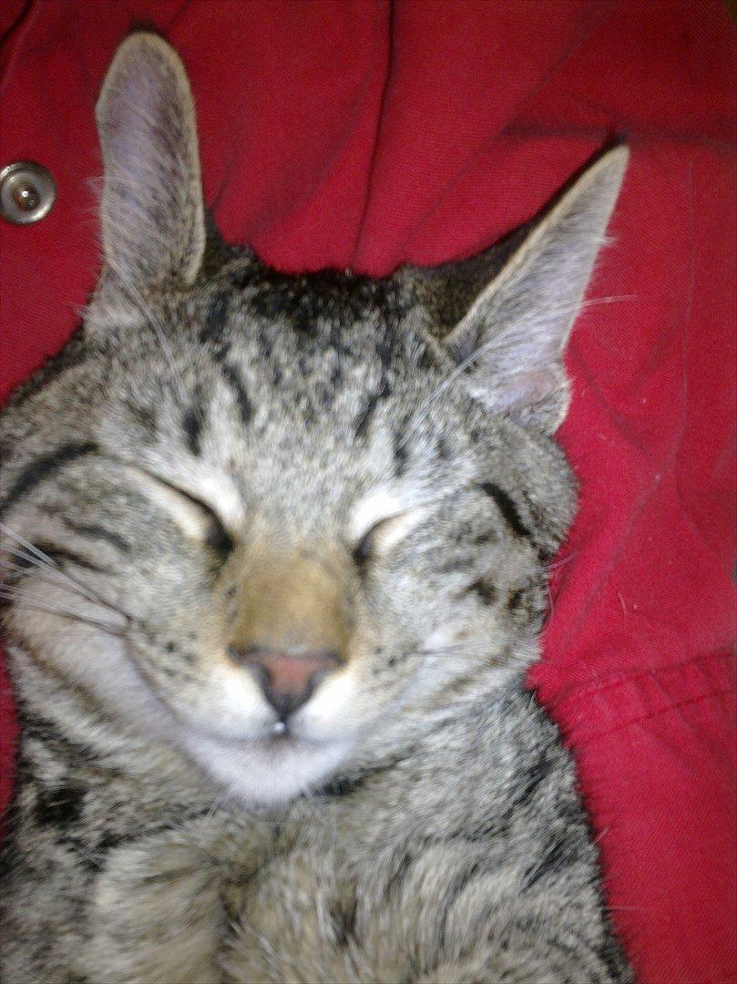 Huskat Trace - Får lige en lur på skødet af min ejer - udfra smilet at dømme er det rart :-) billede 2