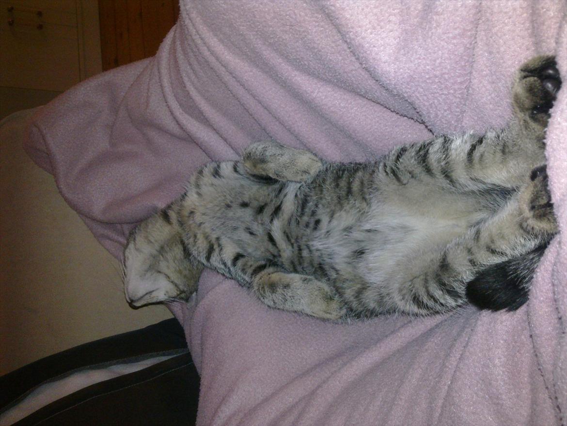 Huskat Trace - En af Trace´s favorit sovestillinger :-)) billede 3