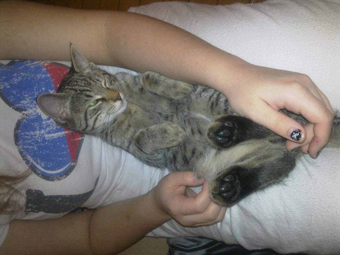 Huskat Trace - Nyder at mine ejere nu kender mig godt nok til at vide, at jeg foretrækker at ligge på ryggen. billede 4