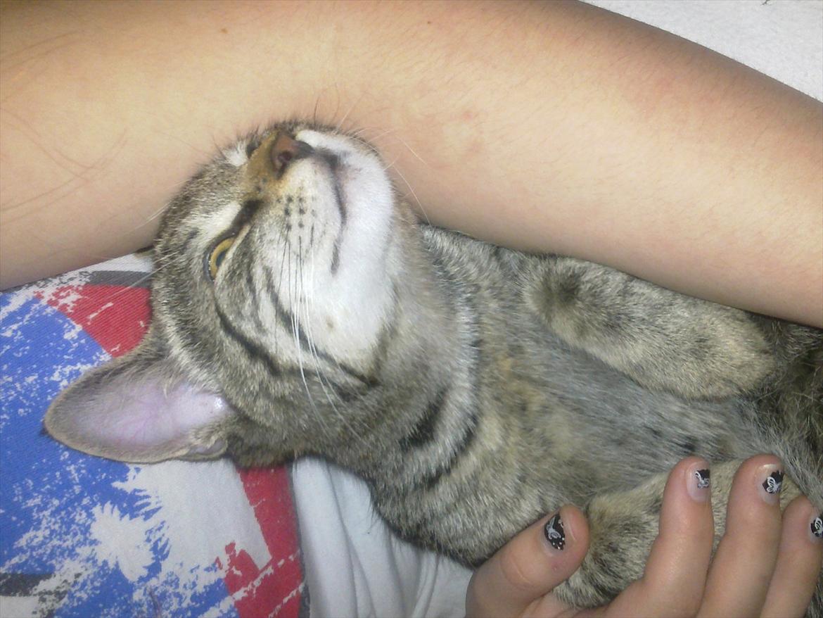 Huskat Trace billede 5