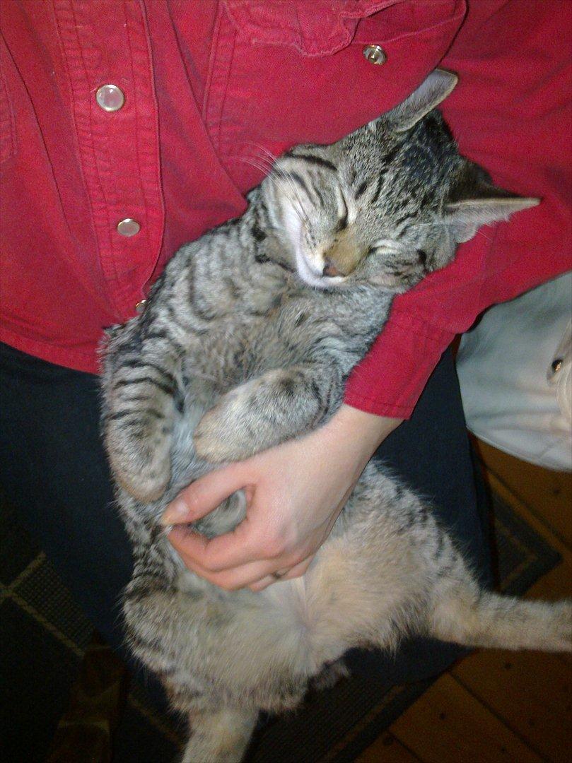 Huskat Trace billede 6