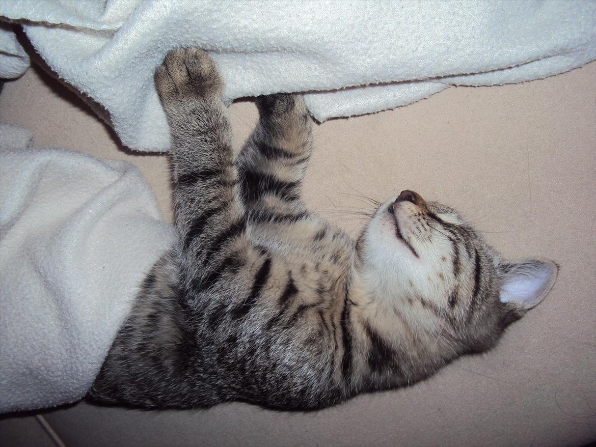 Huskat Trace - Allerede første aften/nat i det nye hjem var der forskel på måderne at sove på. billede 7