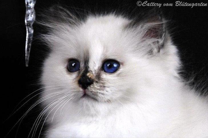 Hellig Birma Kiss Of A Rose vom Blütengarten*A billede 1