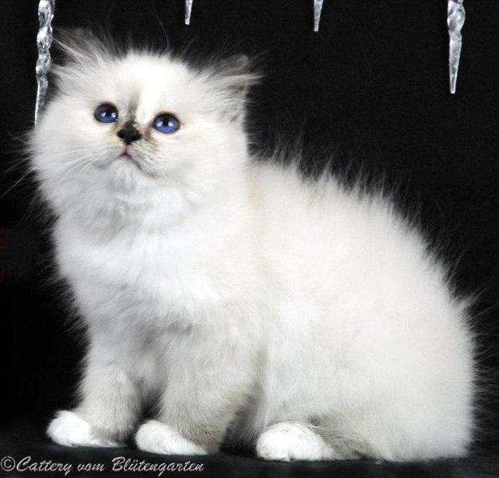 Hellig Birma Kiss Of A Rose vom Blütengarten*A billede 2