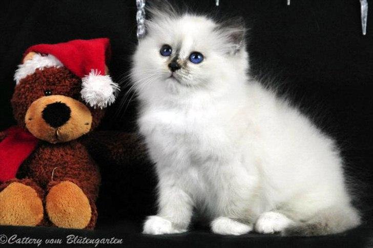 Hellig Birma Kiss Of A Rose vom Blütengarten*A billede 3