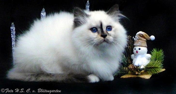 Hellig Birma Kiss Of A Rose vom Blütengarten*A billede 4