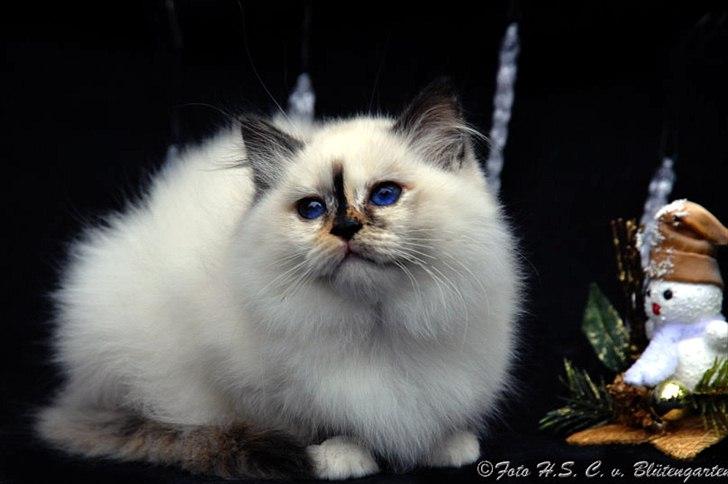 Hellig Birma Kiss Of A Rose vom Blütengarten*A billede 5