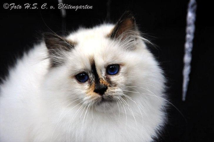 Hellig Birma Kiss Of A Rose vom Blütengarten*A - Her er jeg som 12 uger :o) billede 6