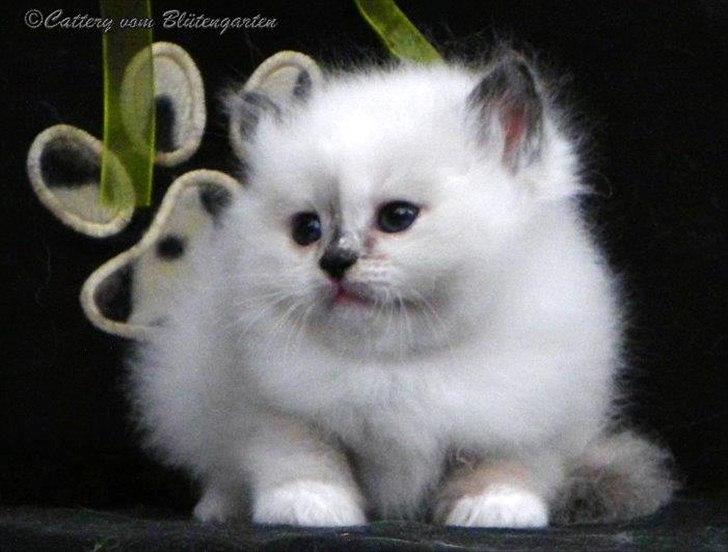 Hellig Birma Kiss Of A Rose vom Blütengarten*A - som lille baby <3 billede 7