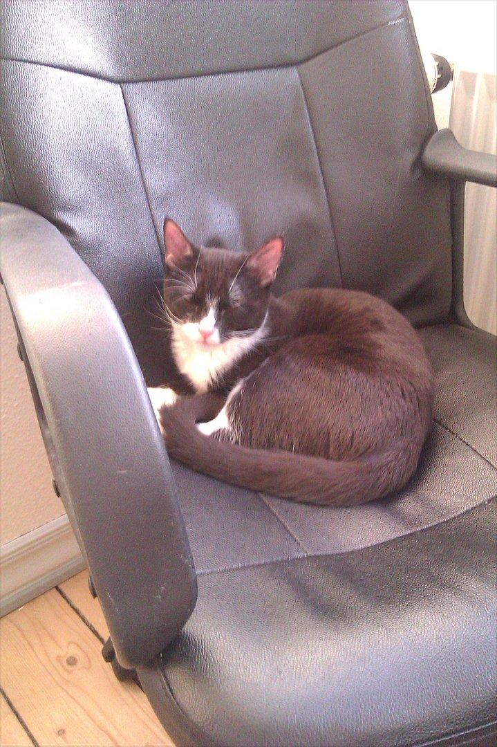 Huskat Obi wan Kenobi aka Obie  billede 4