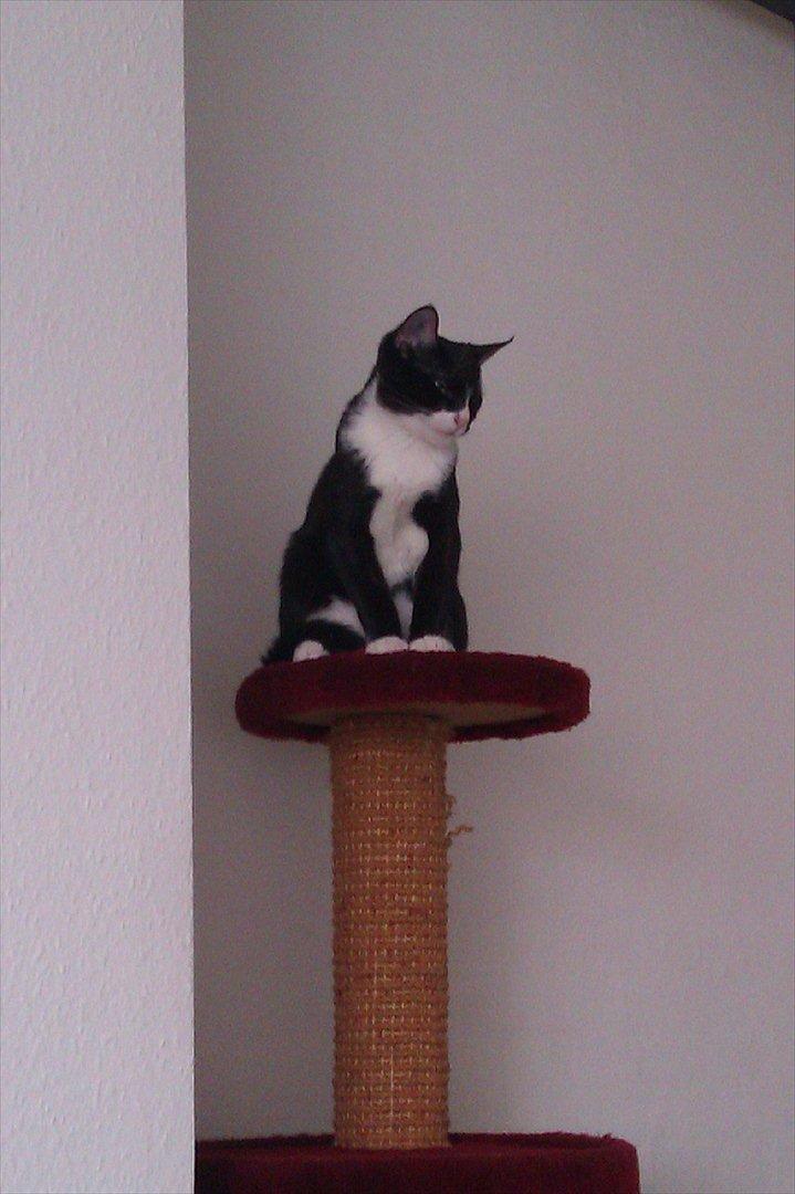 Huskat Obi wan Kenobi aka Obie  billede 3