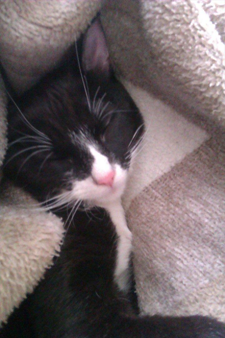 Huskat Obi wan Kenobi aka Obie  billede 2