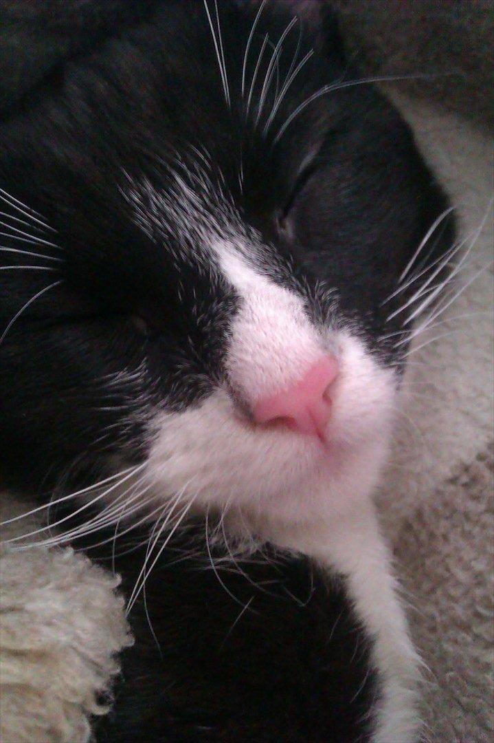 Huskat Obi wan Kenobi aka Obie  billede 1