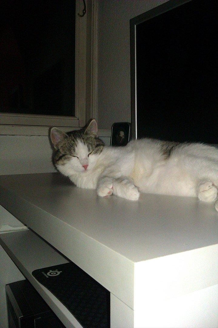 Huskat Coco Chanel aka Coco billede 3