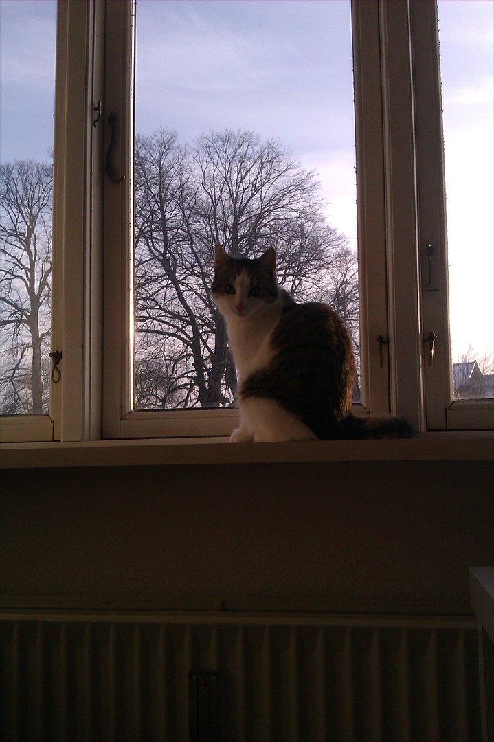 Huskat Coco Chanel aka Coco billede 2