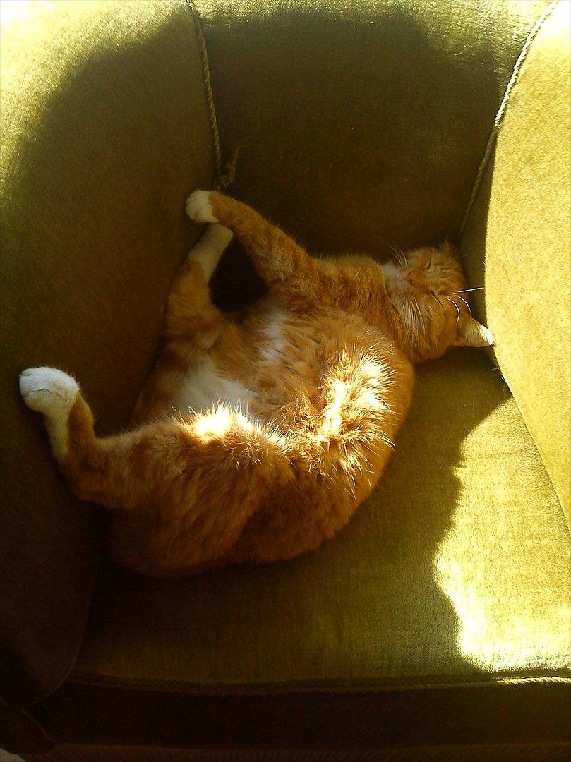 Huskat Mullerbjørn.. {min engel:* - Nutid Datid Slikkelislik for altid!<3 billede 11