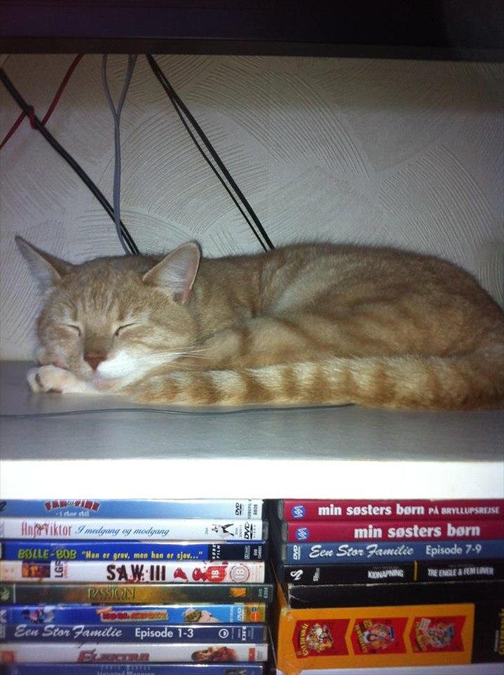 Huskat Garfield billede 1