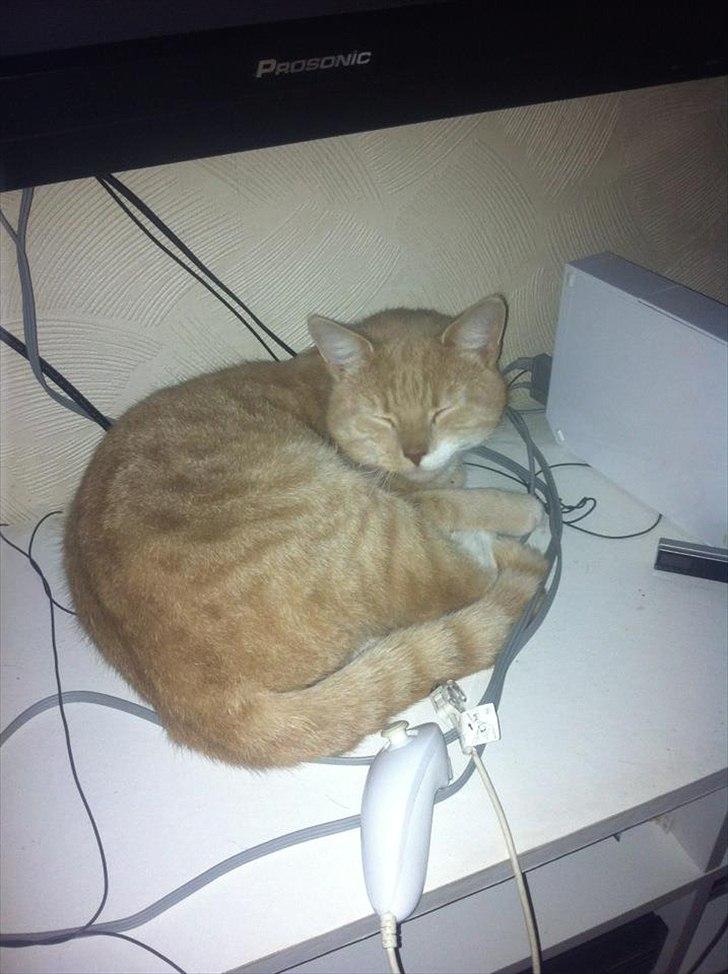 Huskat Garfield billede 3