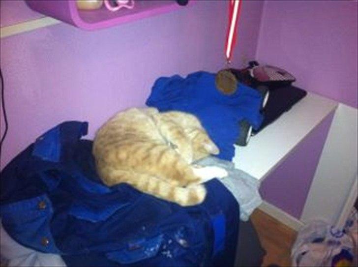 Huskat Garfield billede 4