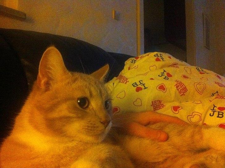 Huskat Garfield billede 5