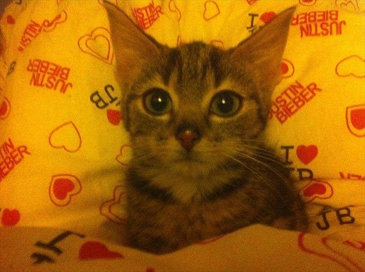 Huskat lille mis - sødt billede 1