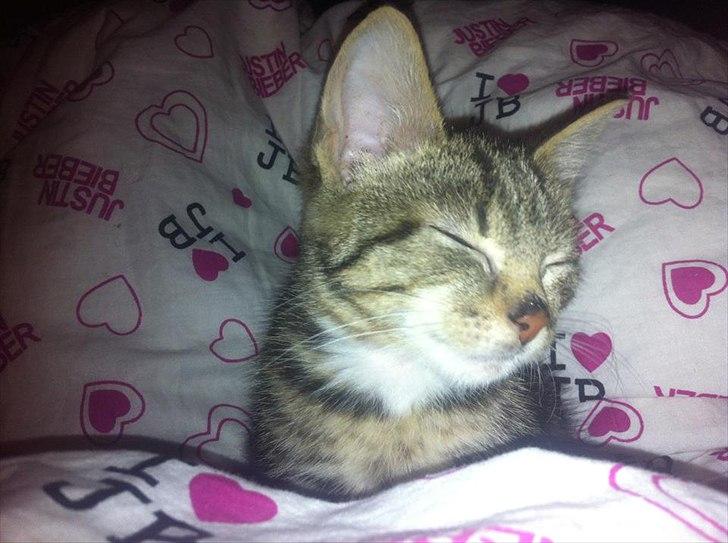 Huskat lille mis billede 2