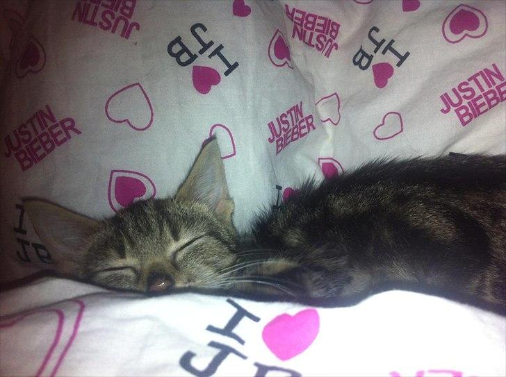 Huskat lille mis billede 3