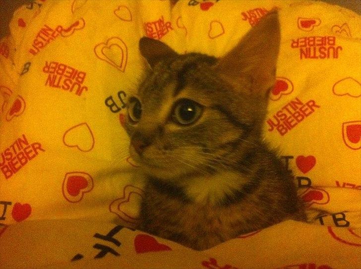 Huskat lille mis billede 4