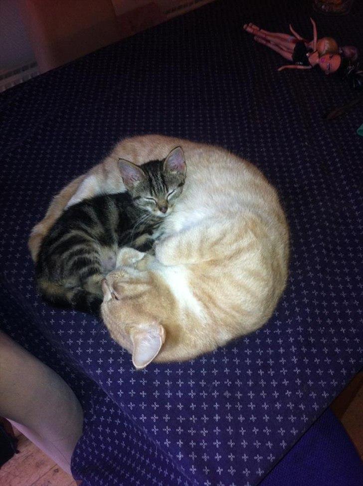 Huskat lille mis billede 5