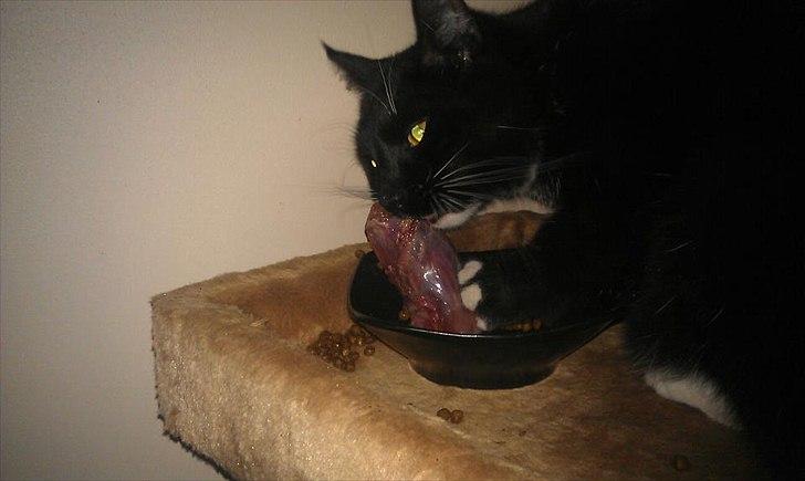 Blanding af racer figaro - lækker kalkunhals billede 1