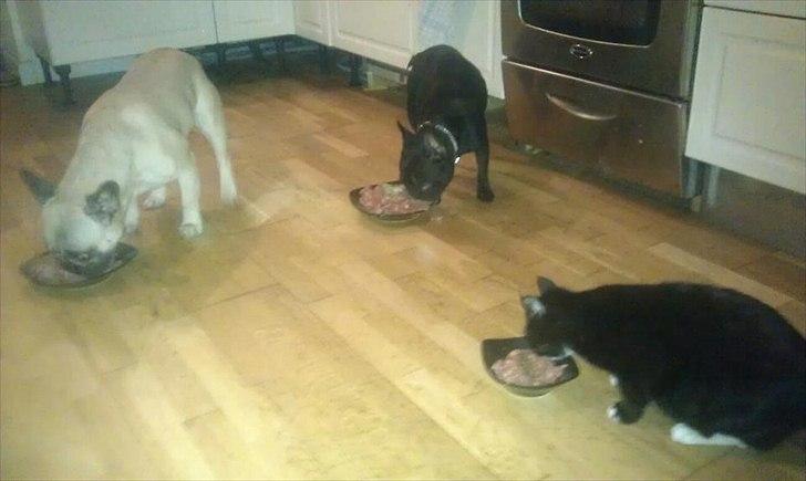 Blanding af racer figaro - så der serveret billede 2