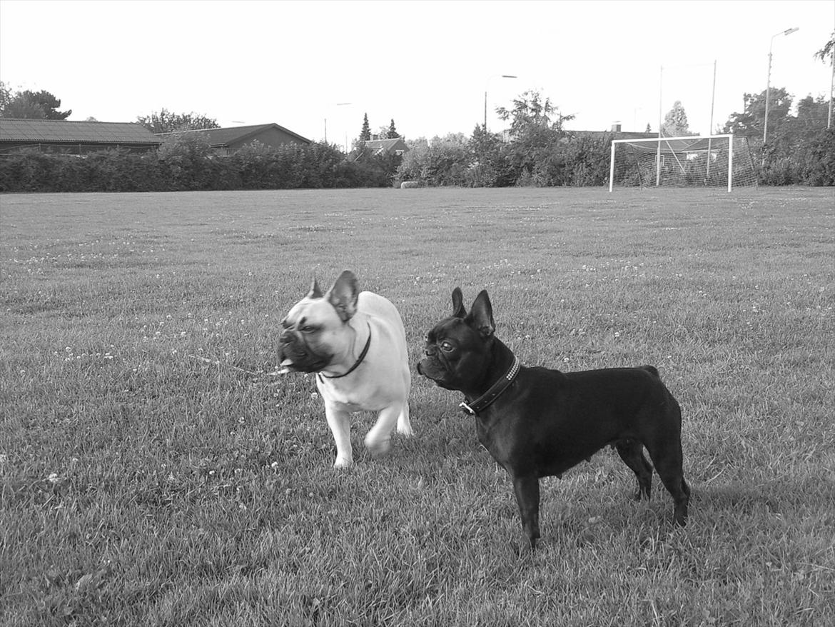 Blanding af racer figaro - mine legekammerater.  billede 3